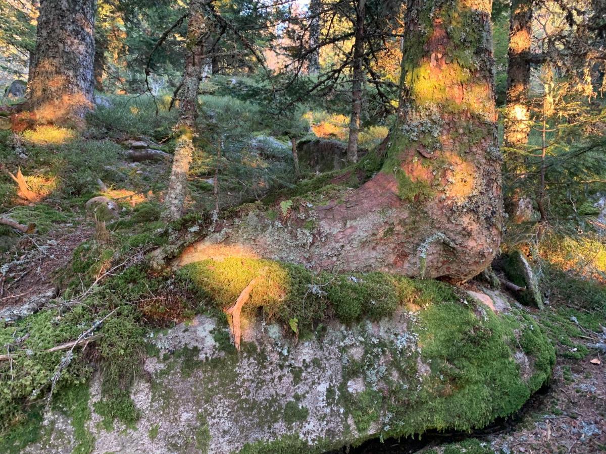 Gite " Oree Des Bois" Vertolaye Buitenkant foto