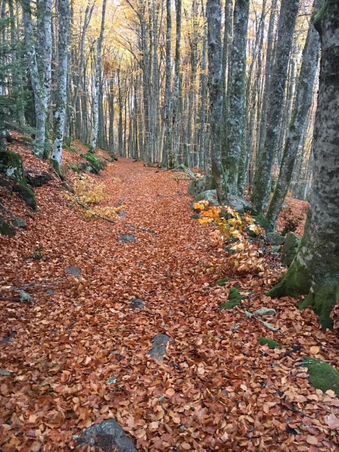 Gite " Oree Des Bois" Vertolaye Buitenkant foto