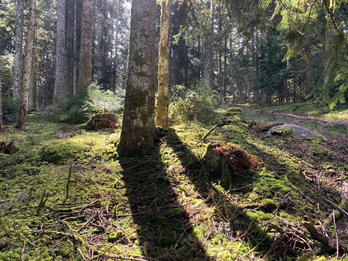 Gite " Oree Des Bois" Vertolaye Buitenkant foto