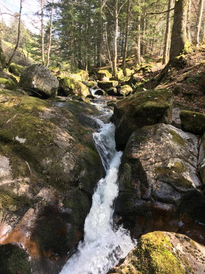 Gite " Oree Des Bois" Vertolaye Buitenkant foto
