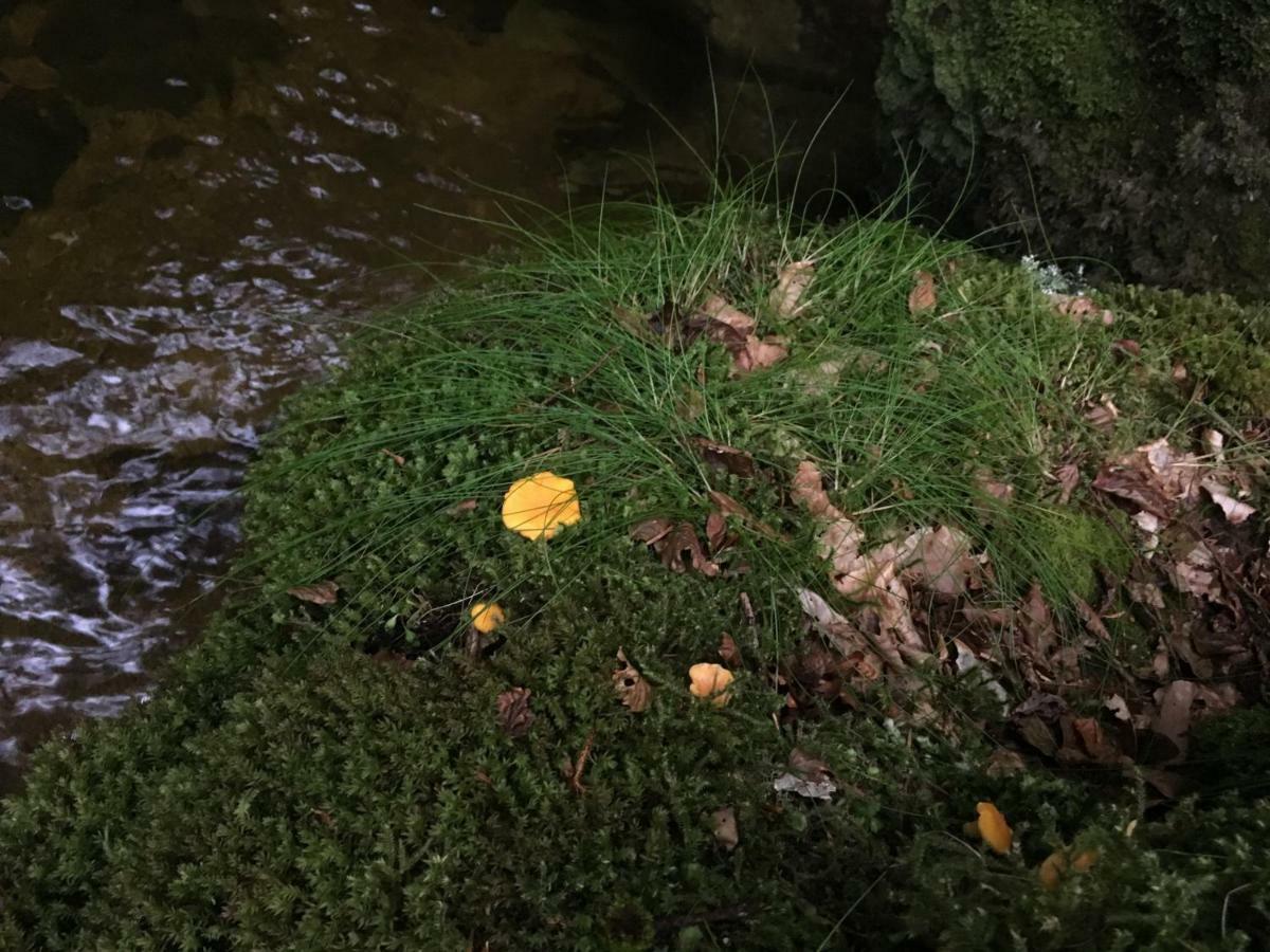 Gite " Oree Des Bois" Vertolaye Buitenkant foto